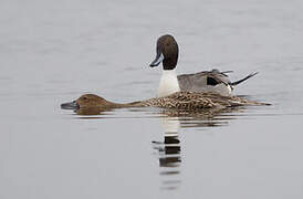 Northern Pintail