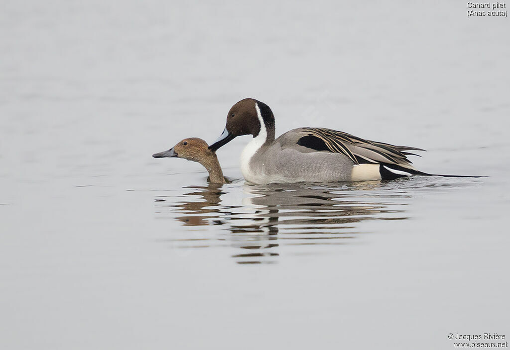 Northern Pintailadult breeding, courting display, mating.