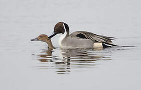 Northern Pintail