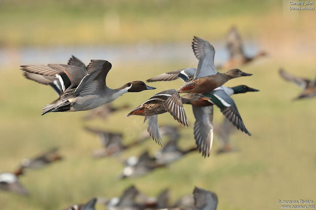 Northern Pintail male adult breeding, Flight