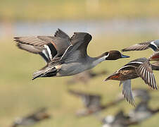 Northern Pintail