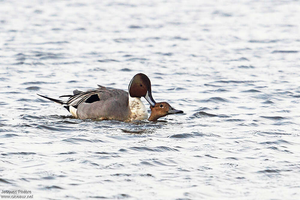 Canard piletadulte nuptial, accouplement.