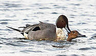 Canard pilet