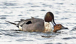 Canard pilet