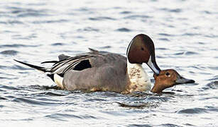 Northern Pintail