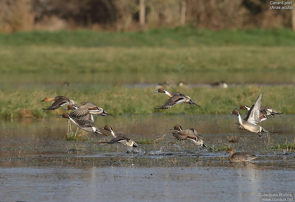 Northern Pintailadult breeding, Flight