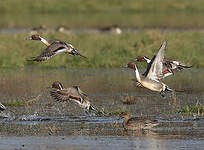 Canard pilet