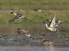 Northern Pintail