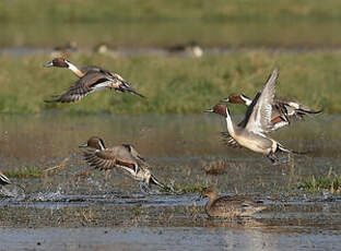 Canard pilet