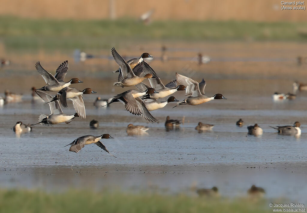 Northern Pintailadult breeding, Flight