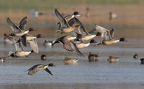 Northern Pintail