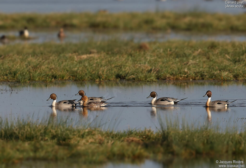 Northern Pintailadult breeding, swimming