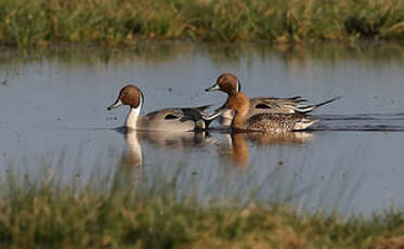 Canard pilet