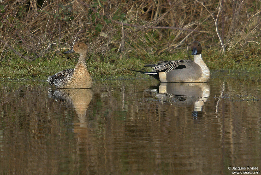 Canard pilet adulte nuptial