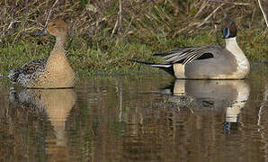 Canard pilet