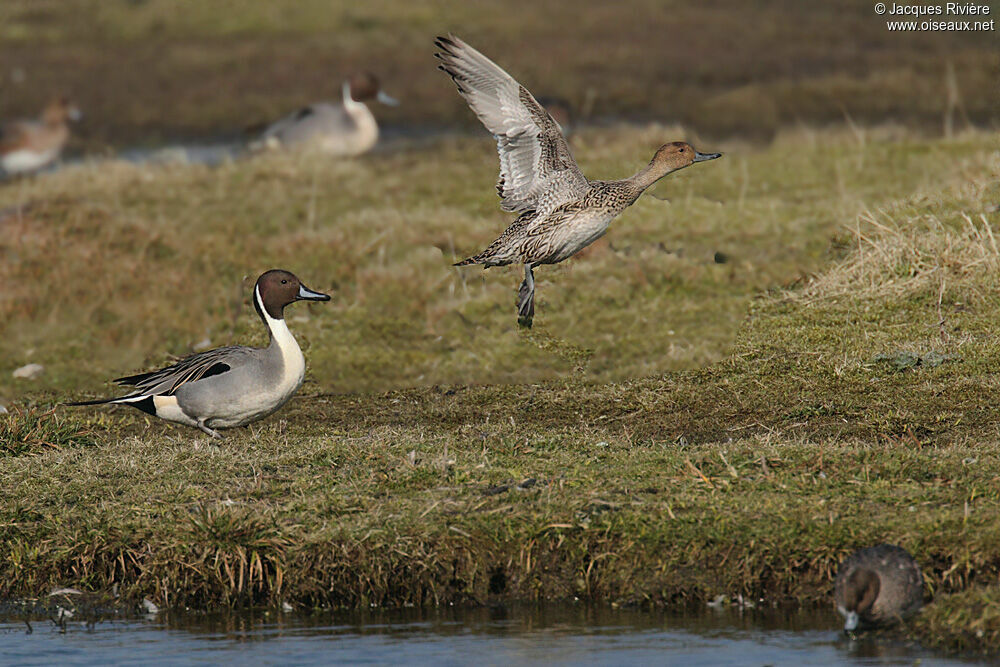 Canard pilet adulte nuptial