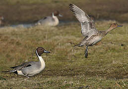 Canard pilet