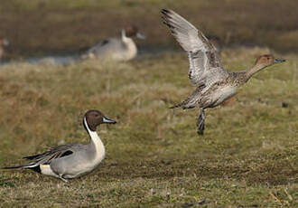 Canard pilet