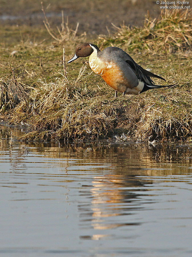 Canard pilet mâle adulte nuptial