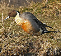 Northern Pintail