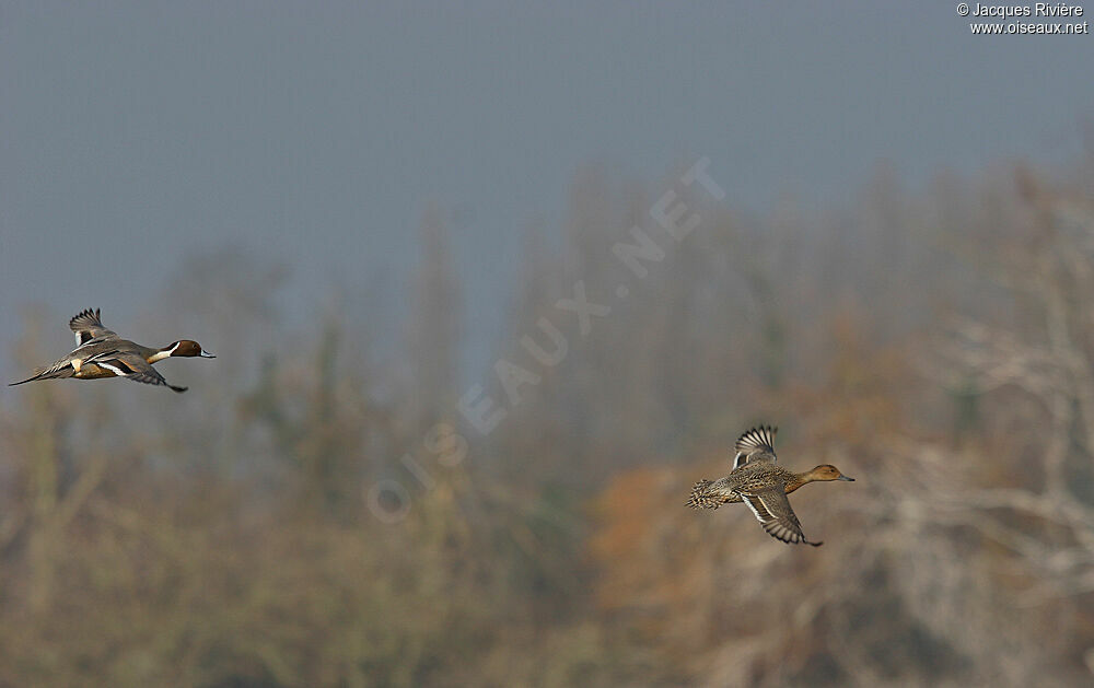 Canard pilet adulte nuptial, Vol