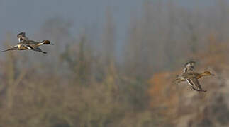 Northern Pintail