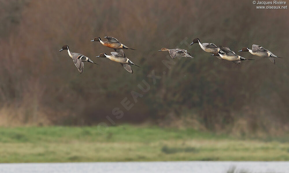 Canard pilet adulte nuptial, Vol