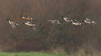 Northern Pintail