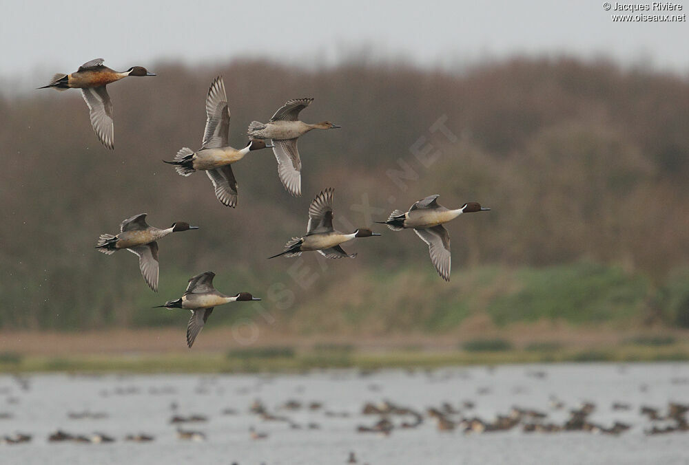 Canard pilet adulte nuptial, Vol