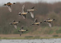 Canard pilet