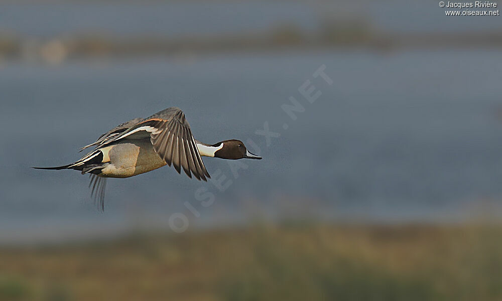 Northern Pintail male adult breeding, Flight