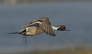 Northern Pintail