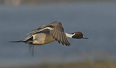 Canard pilet