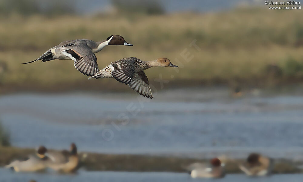 Canard pilet adulte nuptial, Vol