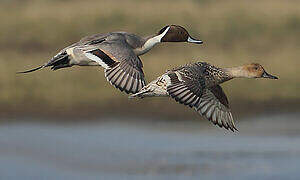 Northern Pintail