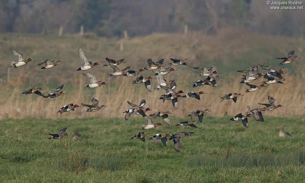 Eurasian Wigeon adult breeding, Flight