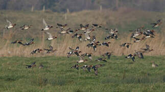 Eurasian Wigeon