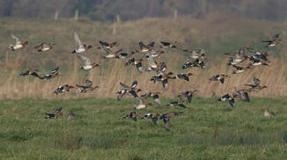 Canard siffleur