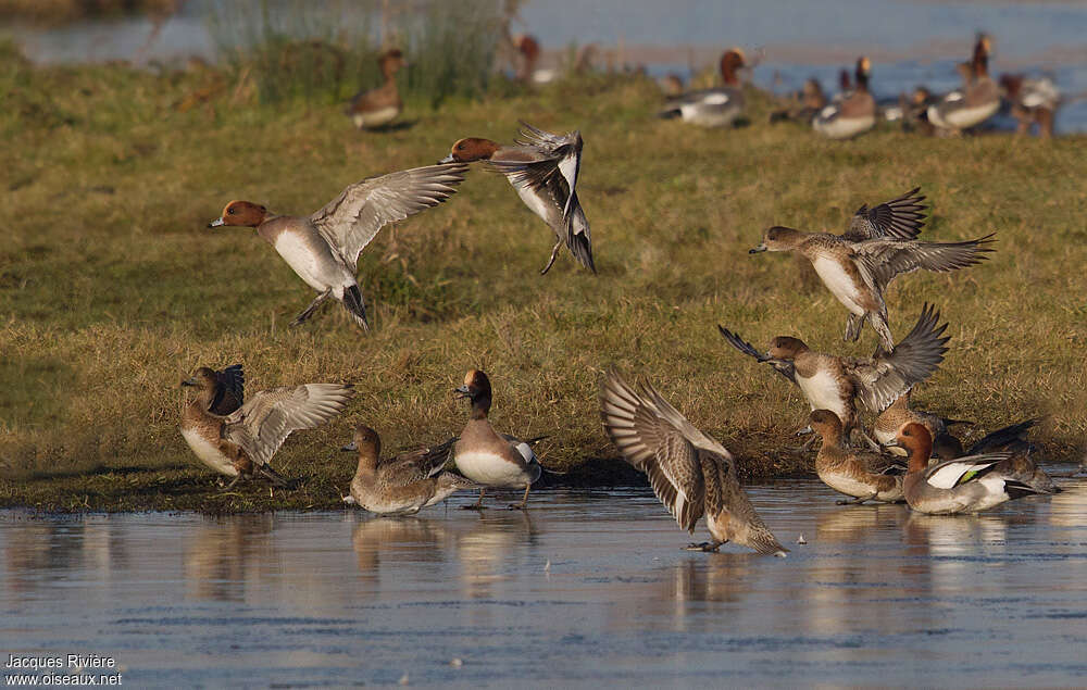 Canard siffleuradulte nuptial, habitat, Vol