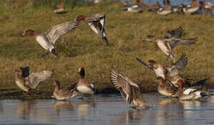 Eurasian Wigeon