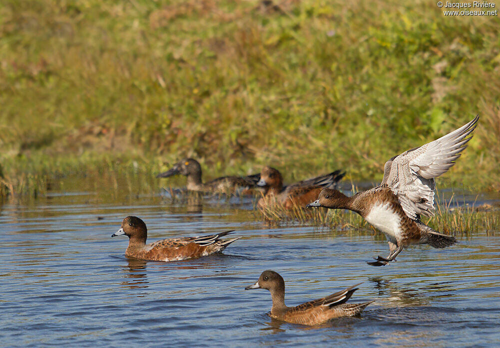 Eurasian Wigeon, Flight