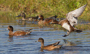 Canard siffleur