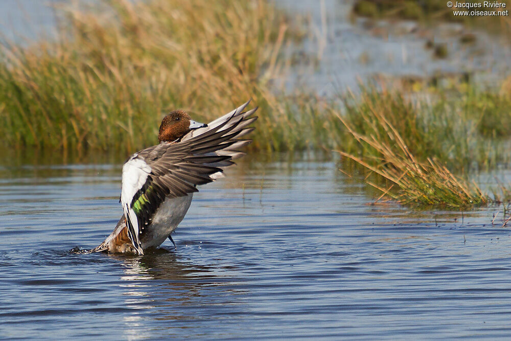 Canard siffleur mâle 1ère année