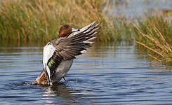 Canard siffleur