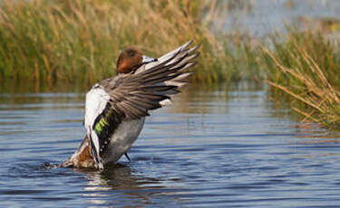 Canard siffleur