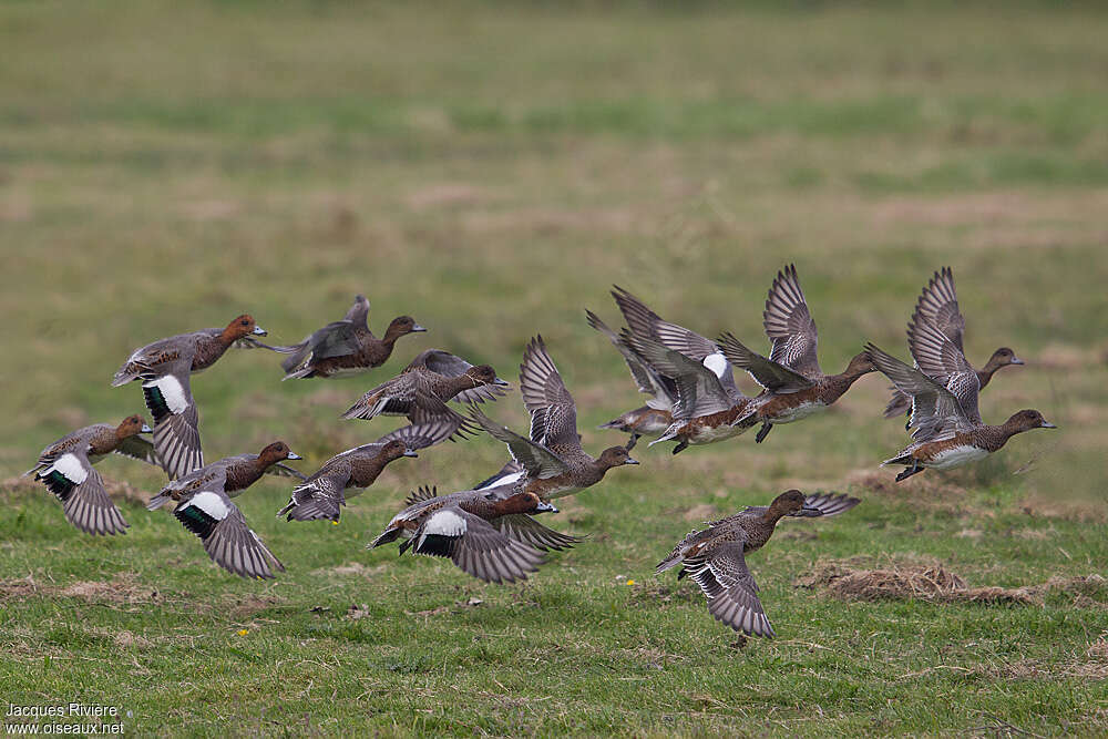 Canard siffleur, Vol