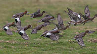 Canard siffleur