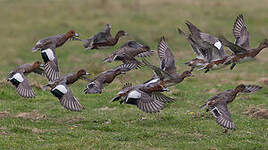 Canard siffleur