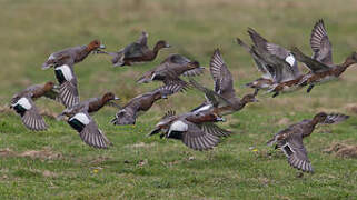 Canard siffleur