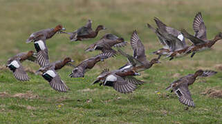 Eurasian Wigeon